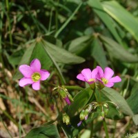 Oxalis latifolia Kunth
